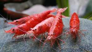 Cherry shrimp - cherry: съдържание, съвместимост, възпроизвеждане, фото-видео, описание.